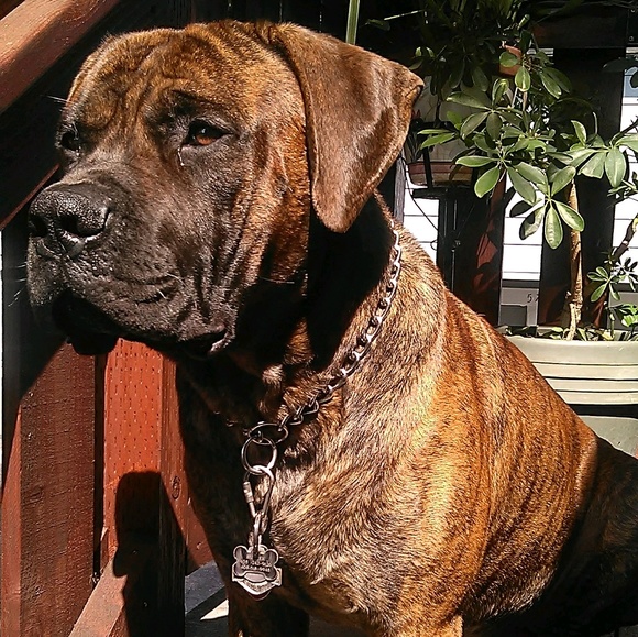 boerboelhunter